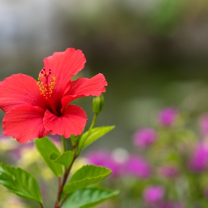 Hibiskusblüte