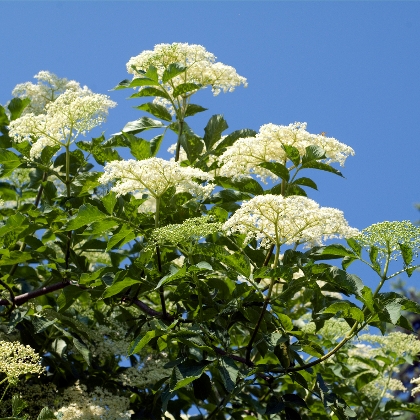 Holunderblüten