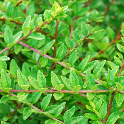 Ilex Crenata