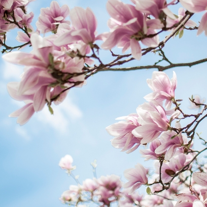 Magnolie