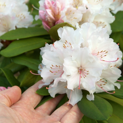 Rhododendron-Blüte