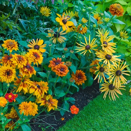 Blumenbeet in Gelb