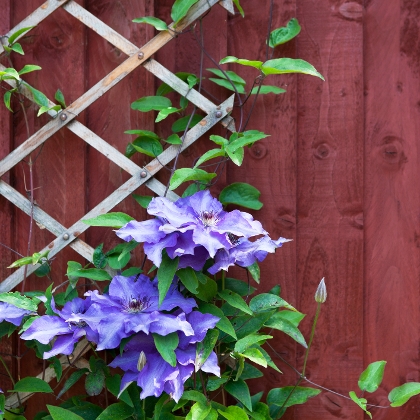 Clematis