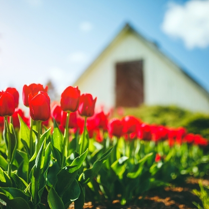 Tulpen