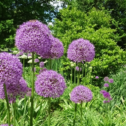 Zierlauch