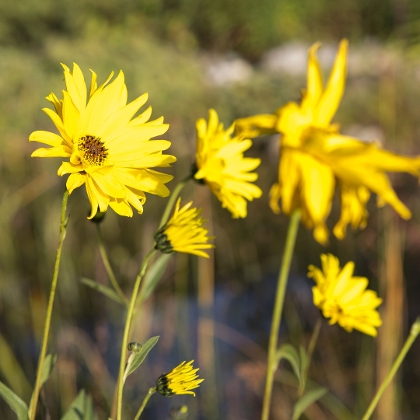 Gelen Blumen im Staudenbeet