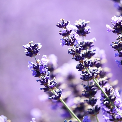 Blühender Lavendel