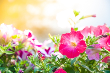 Petunien-Blumen