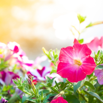 Petunien-Blumen