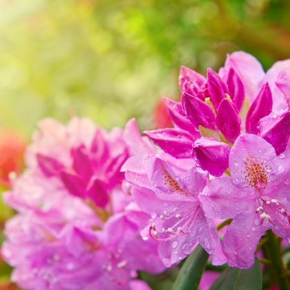 Rhododendron