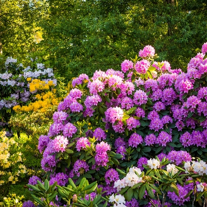 Rhododendron