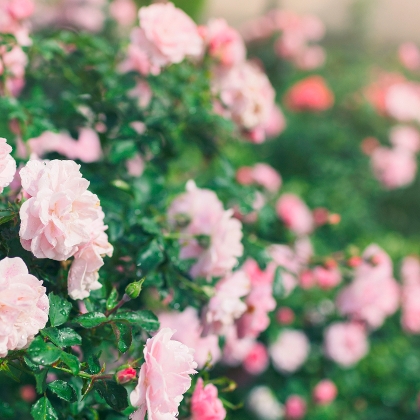 Rosa Rosen