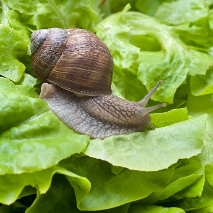 Schnecke auf Salat