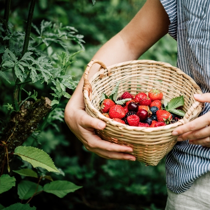 Beeren-Obsternte im Körbchen