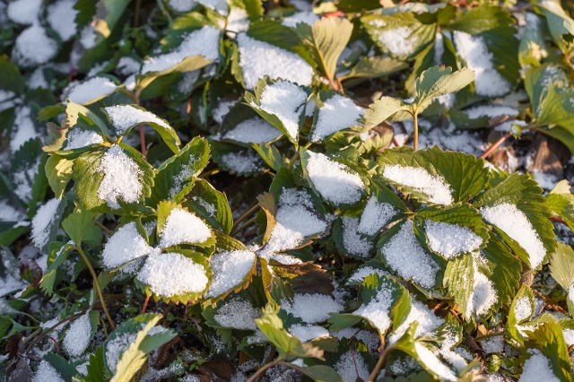 Erdbeeren im Schneefeld