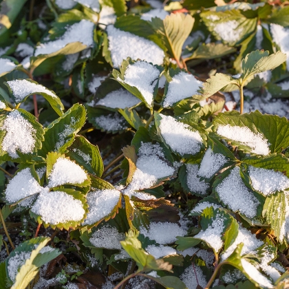 Erdbeeren im Schneefeld