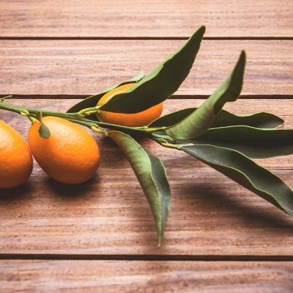 Kumquat