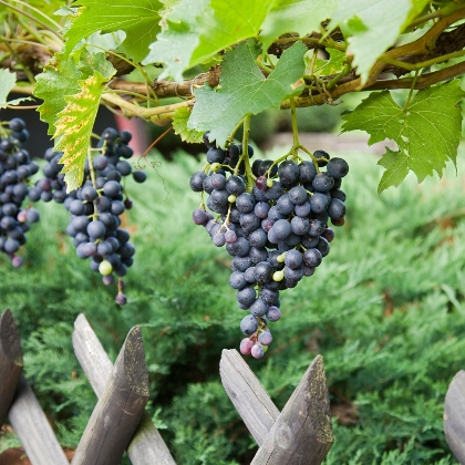 Weintrauben am Weinstock