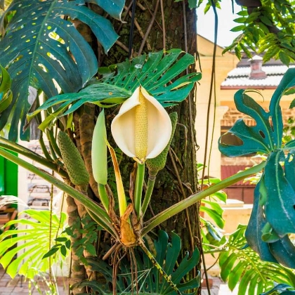 Monstera deliciosa auf der Terrasse