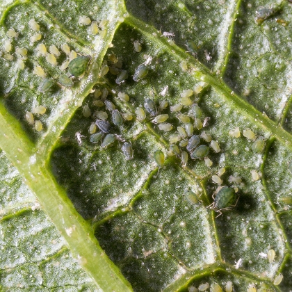 Blattläuse auf Blatt