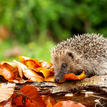 Igel im Garten