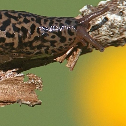 Tigerschnegel