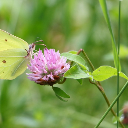 grün-gelber Schmetterling sitzt auf Klee