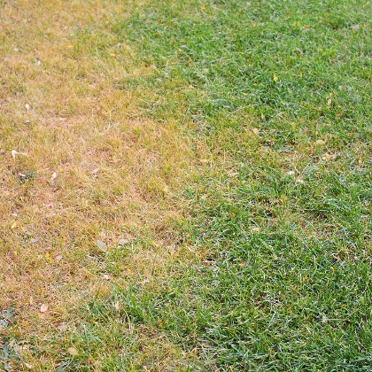 Rasen mit Flecken