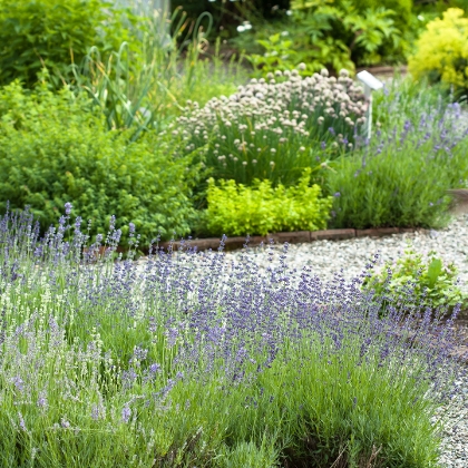 Kiesgartenwege zwischen Bepflanzungen