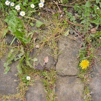 Unkraut zwischen Pflastersteinen