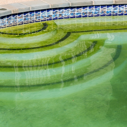 Algen im Pool