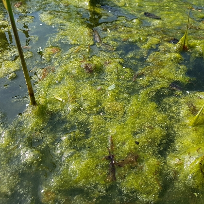 Fadenalgen im Teich