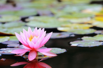 Seerose