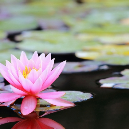 Seerose