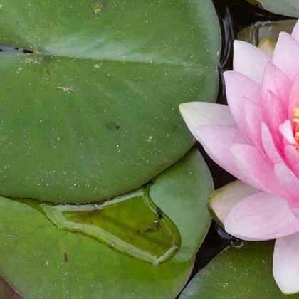 Seerose