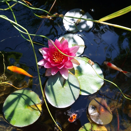 Seerose in Gartenteich