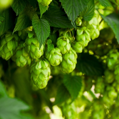 Hopfen fürs Bier brauen