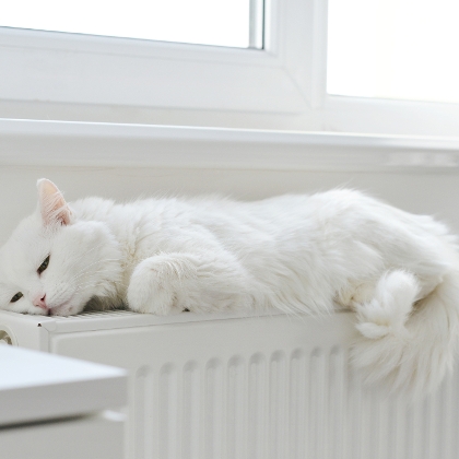 Katze schläft auf Heizkörper