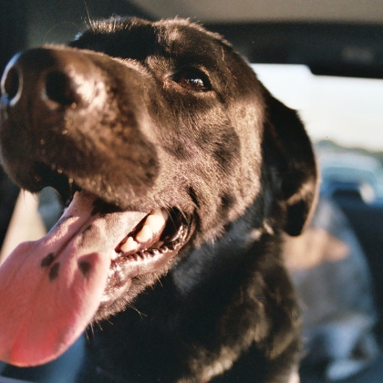 Hund im Auto