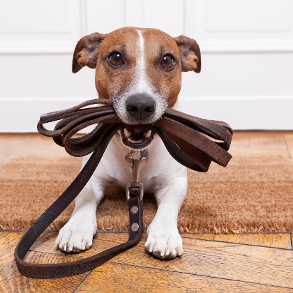 Hund mit Leine im Maul