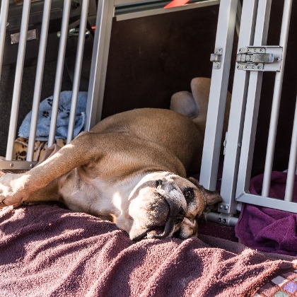 Hund in Reisebox