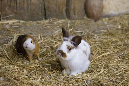Meerschweinchen und Kaninchen