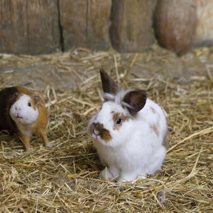 Meerschweinchen und Kaninchen
