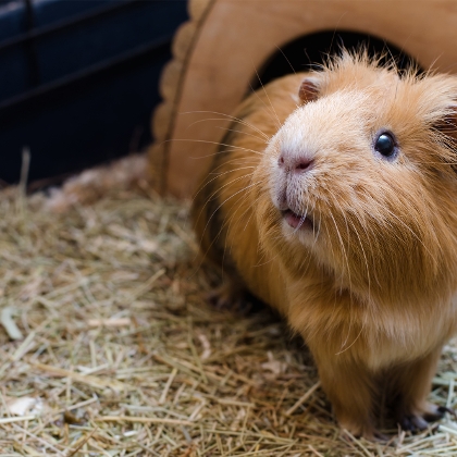 Meerschweinchen
