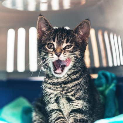 Katze in Transportbox