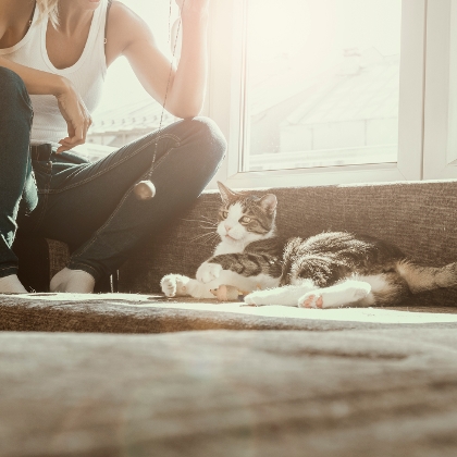 Katze beim Spielen
