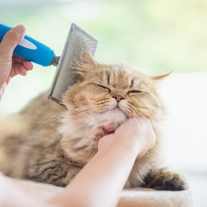 Katzenpflege