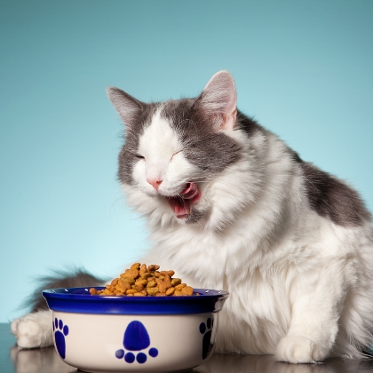 Katze mit Trockenfutter