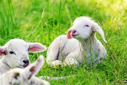 Lämmer im Gras