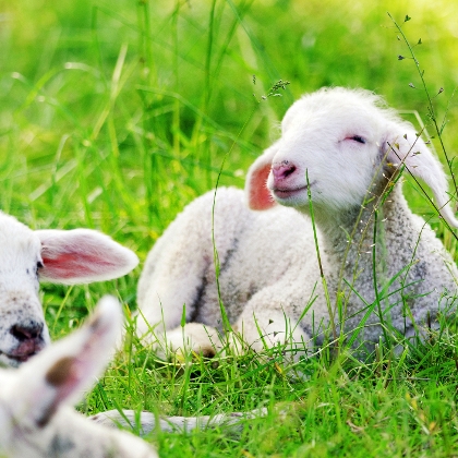 Lämmer im Gras